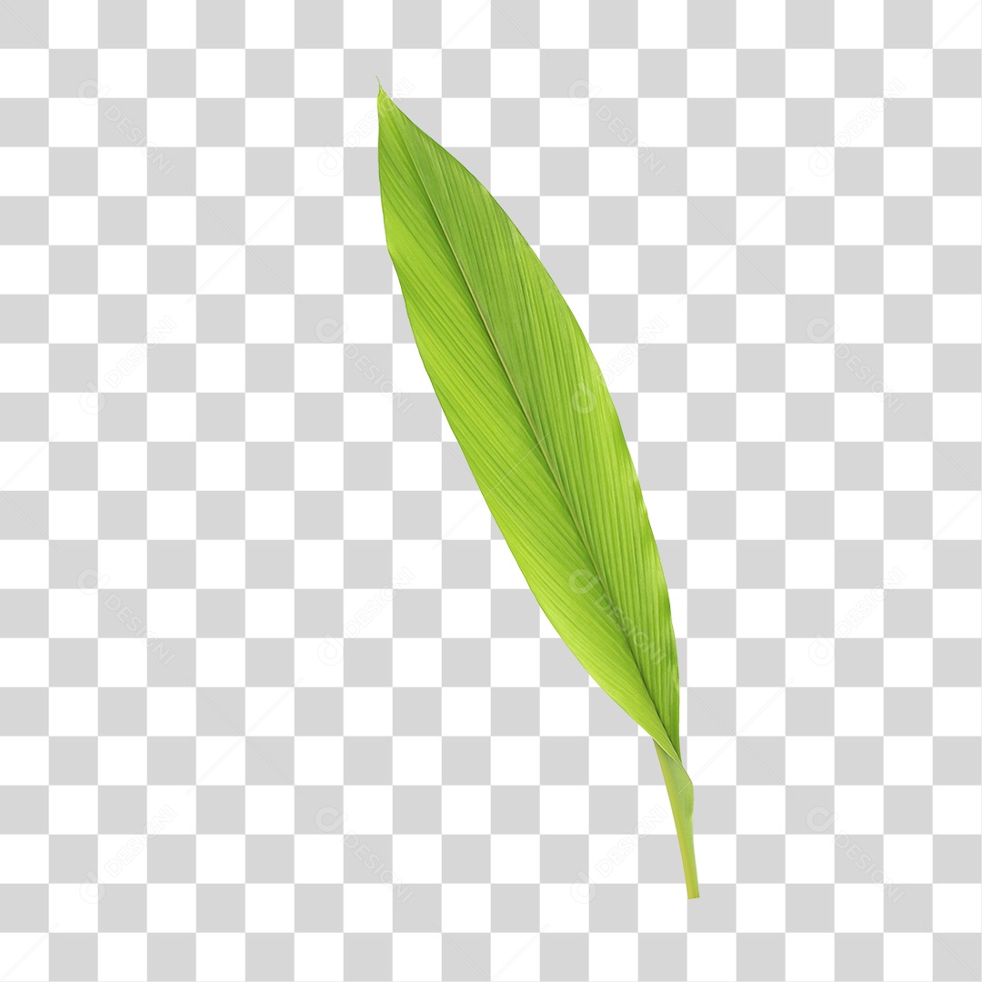 Folha Verde PNG Transparente
