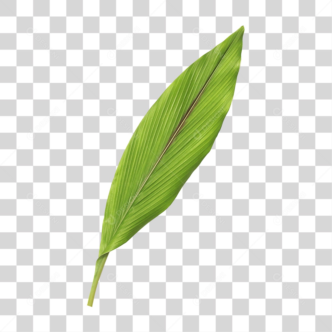 Folha Verde PNG Transparente