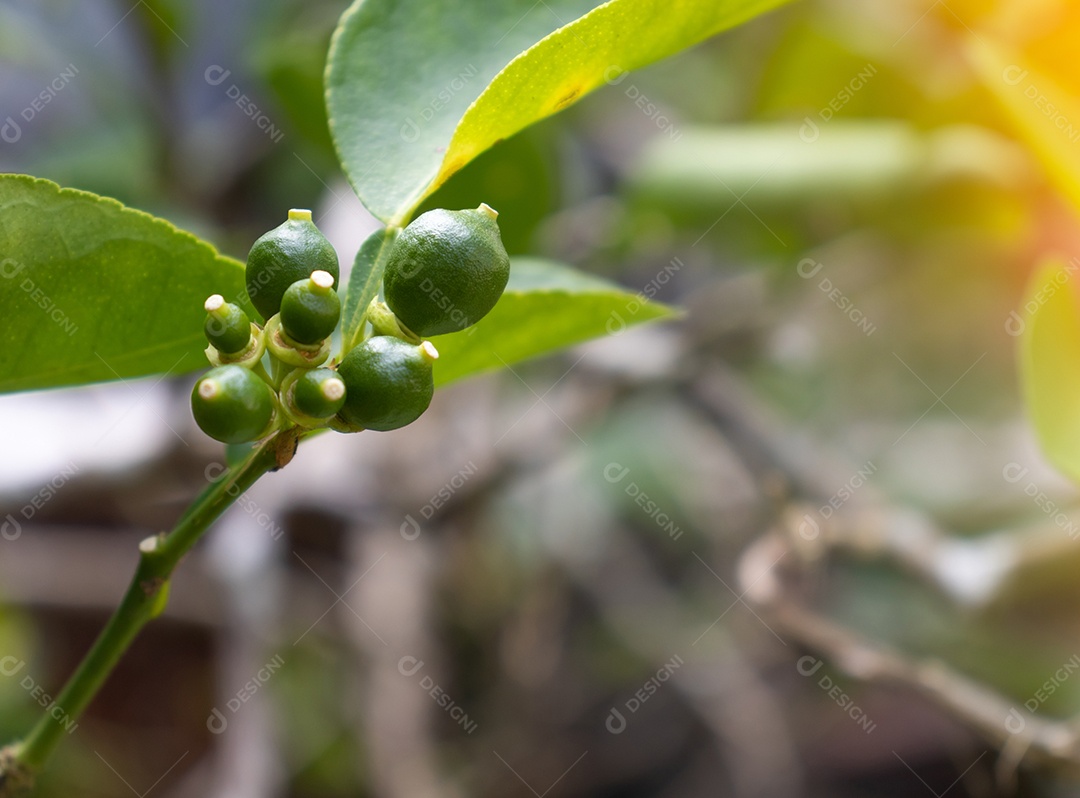 Flor de limão, flor de tília no jardim