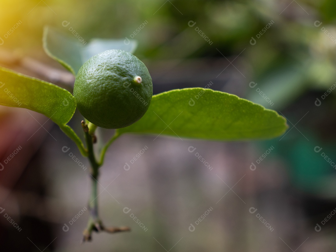Flor de limão, flor de tília no jardim