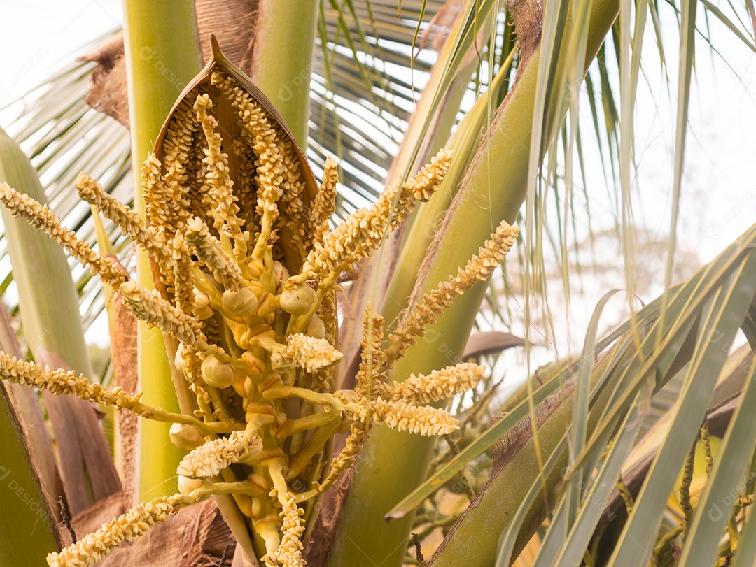 Pólen de coco amarelo fechado, flor ou espádice do coco ou palmeira de betel