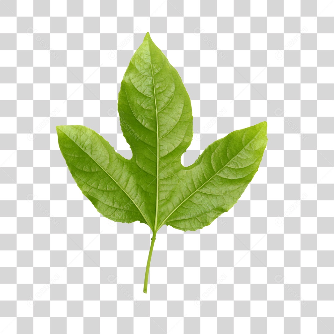 Planta Verde PNG Transparente