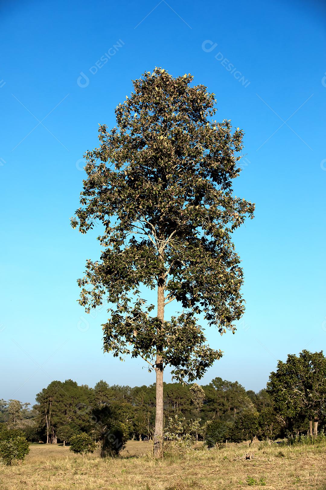 árvore e floresta em dia ensolarado e céu azul