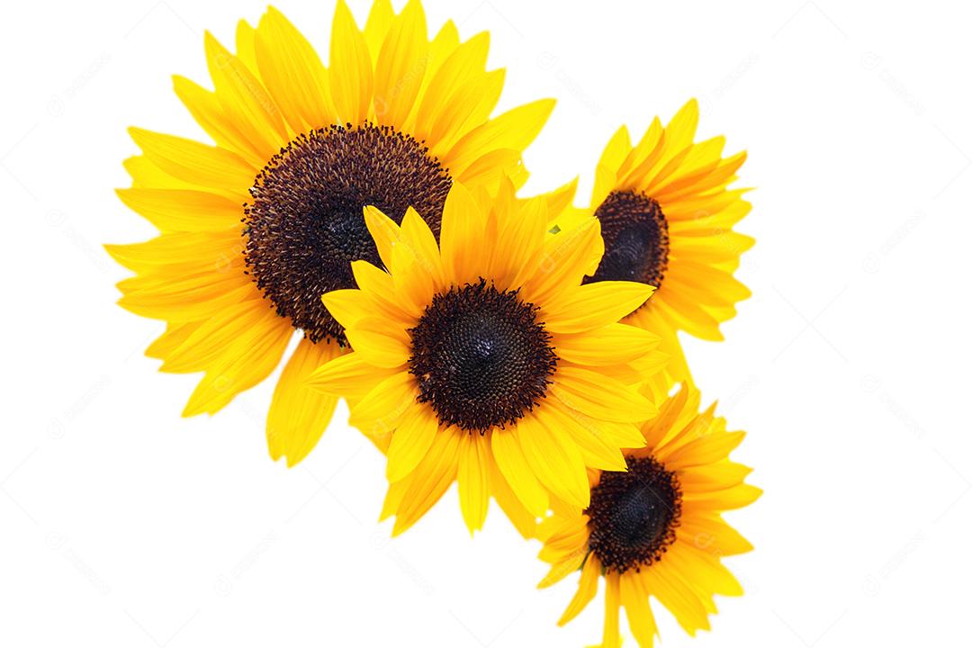 girassol isolado no fundo branco