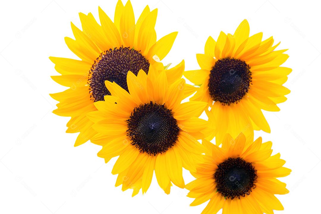 girassol isolado no fundo branco
