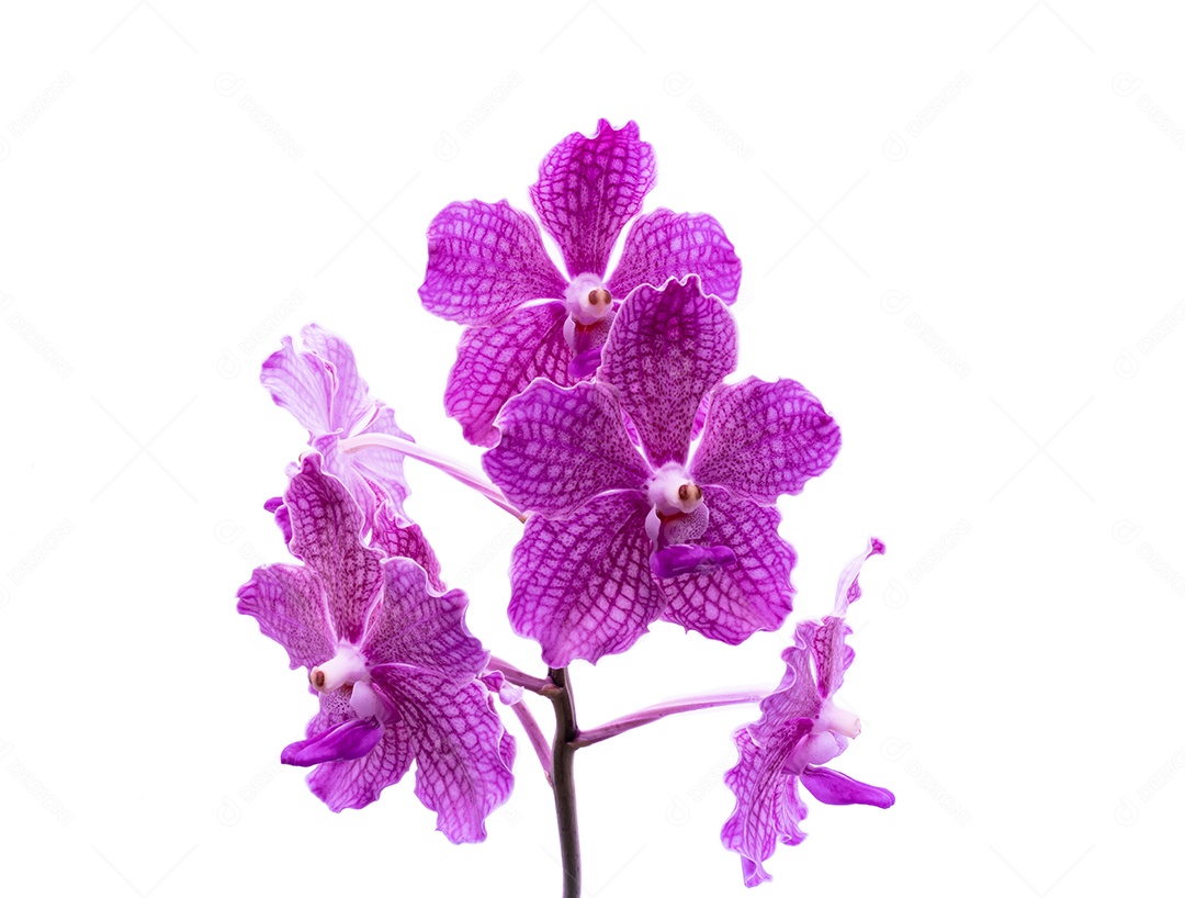 Phalaenopsis, phalaenopsis ou falah roxo da flor da orquídea