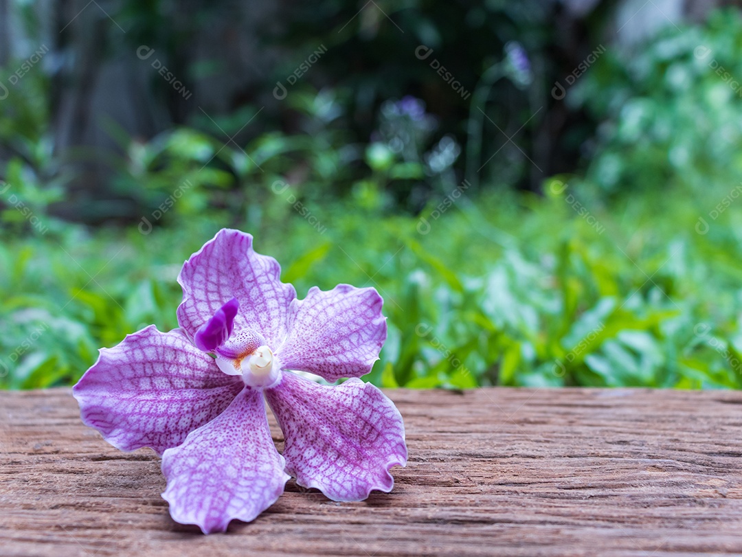 Flores de orquídea roxas no velho piso de madeira