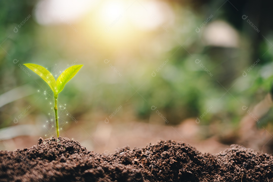 Pequena árvore crescendo com o nascer do sol. mundo verde e conceito do dia da terra