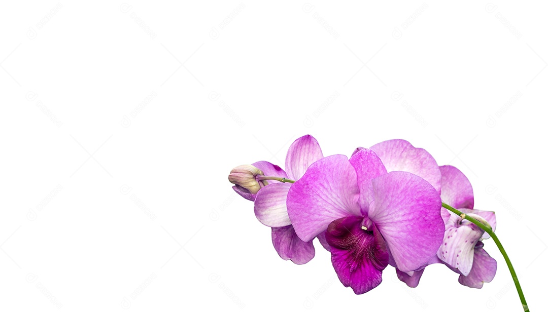 Phalaenopsis, phalaenopsis ou falah roxo da flor da orquídea