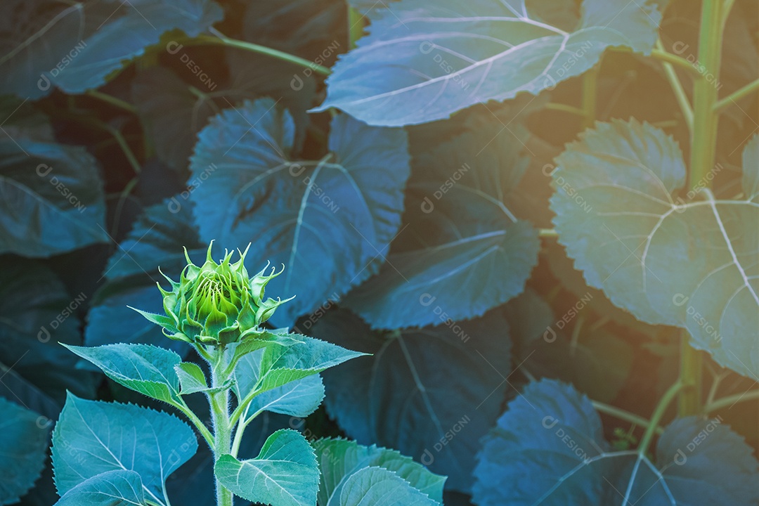 Flor verde, flor de girassol jovem em fundo de folha verde escuro.