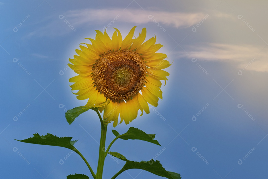 Girassol amarelo isolado no fundo branco