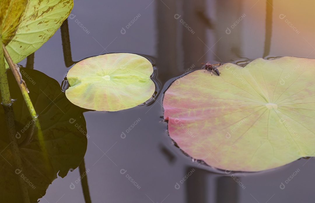 Vespas em uma ilha de folha de lótus para beber água.