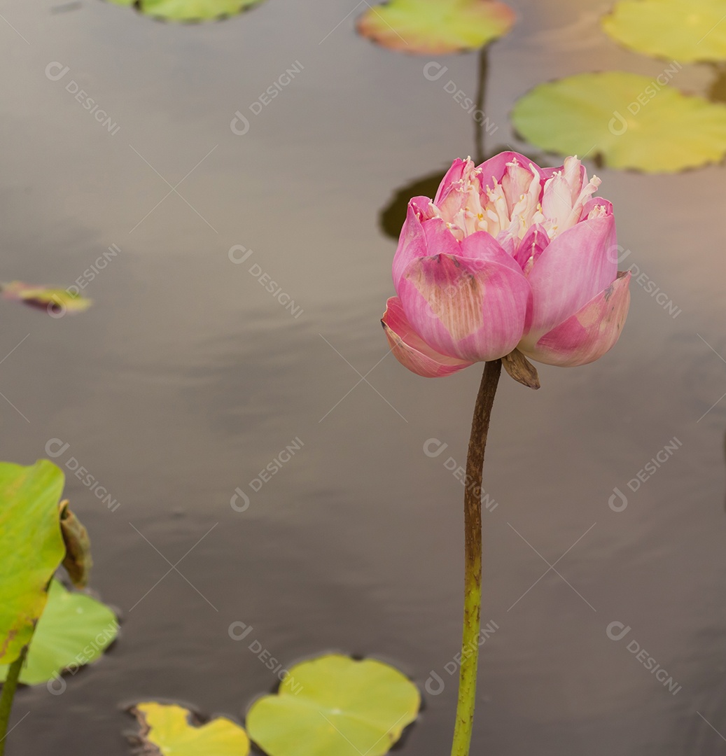 Linda Pink Lotus, planta de água com reflexo em uma lagoa