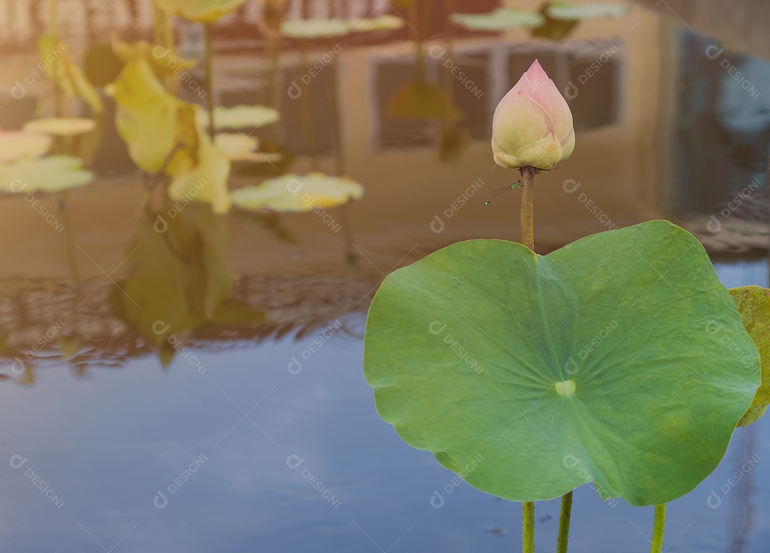 Lótus florescente suculento de libélula