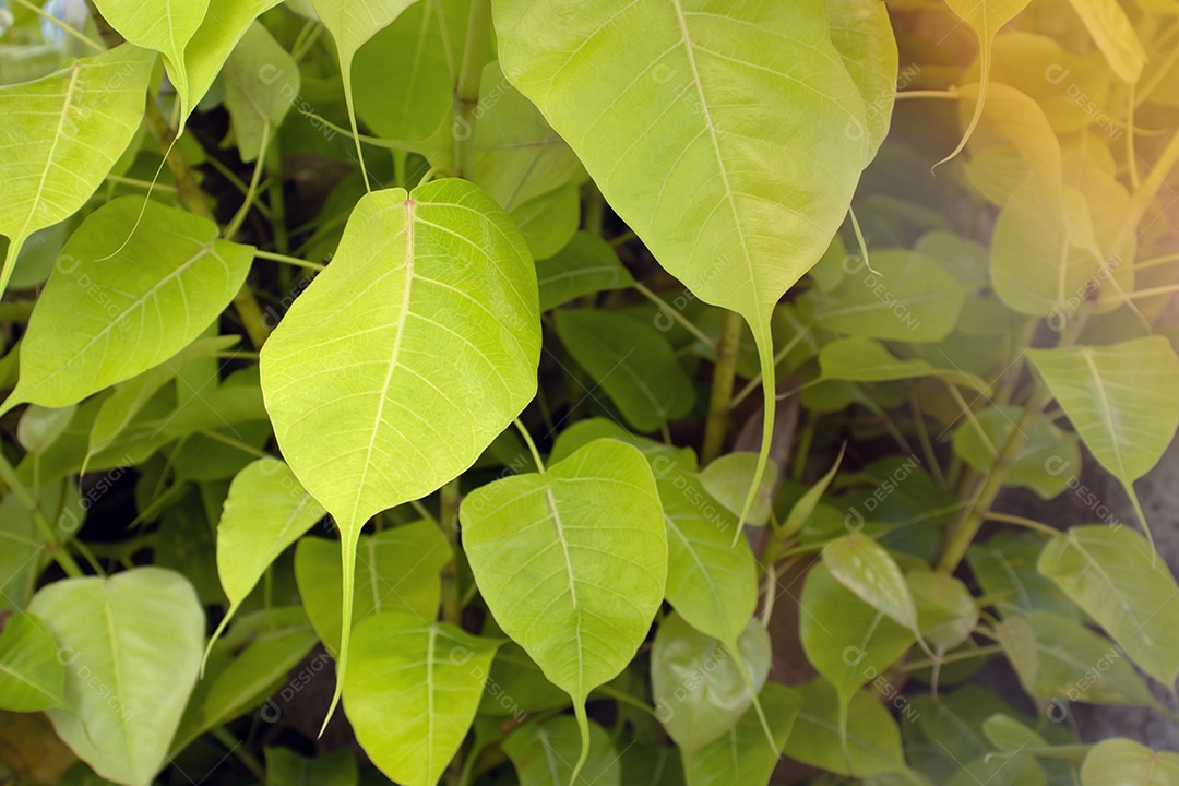 Folha verde sobre uma floresta
