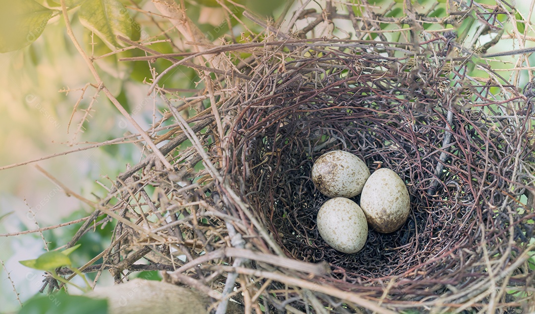 Ovos de pássaros em um ninho
