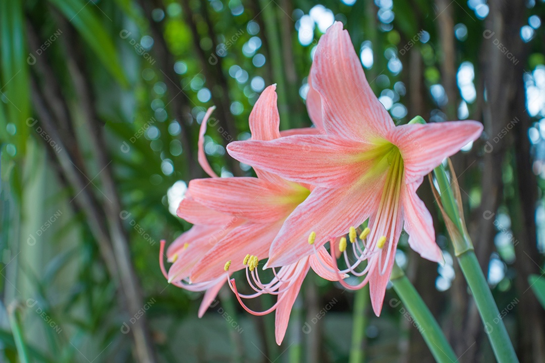 Flores alaranjadas detalhadas no jardim