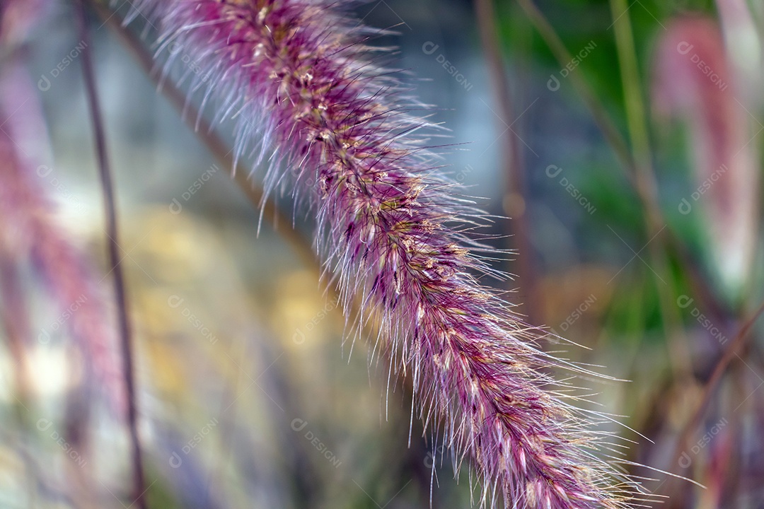 Fundo Uma Estrutura - Uma Grama Seca