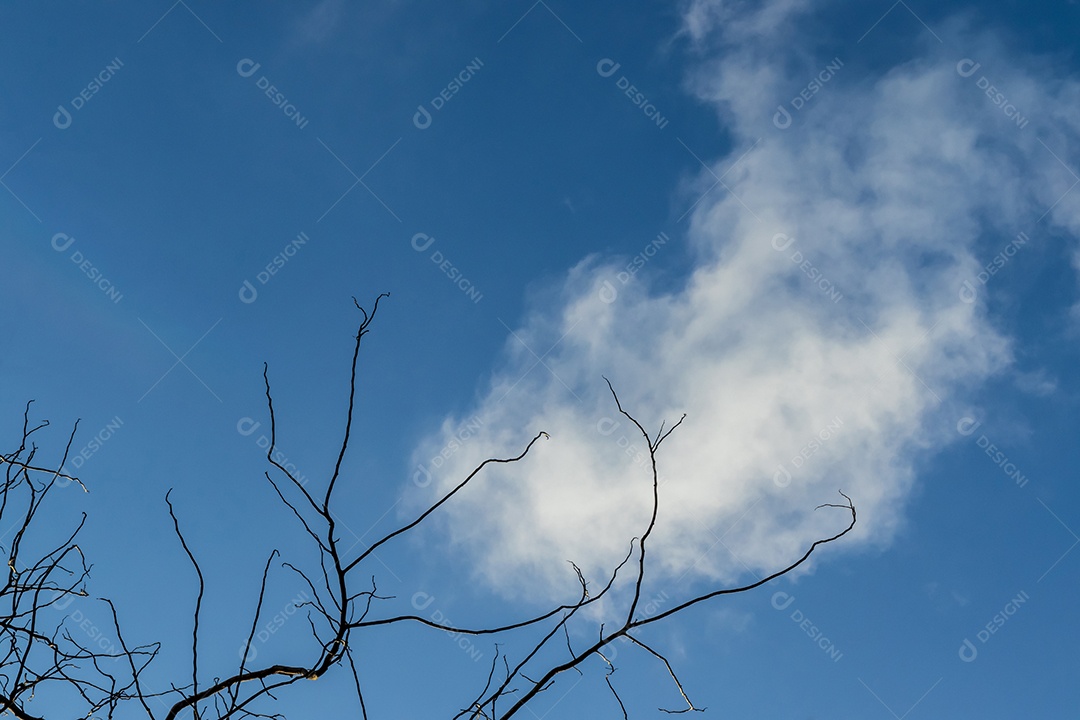 Tree branch silhouette on a blue sky background, dry branches on a spring. Silhouettes of tree branches with blue sky.