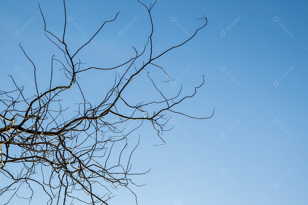 Ramos secos com fundo de céu brilhante