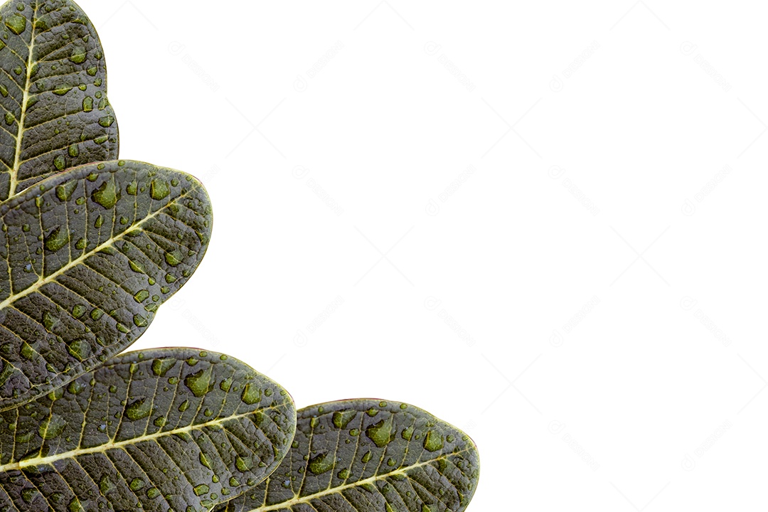 Green leaves on white background