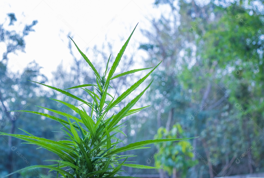 Folhas de maconha, cannabis em fundo escuro, fundo bonito, cultivo interno