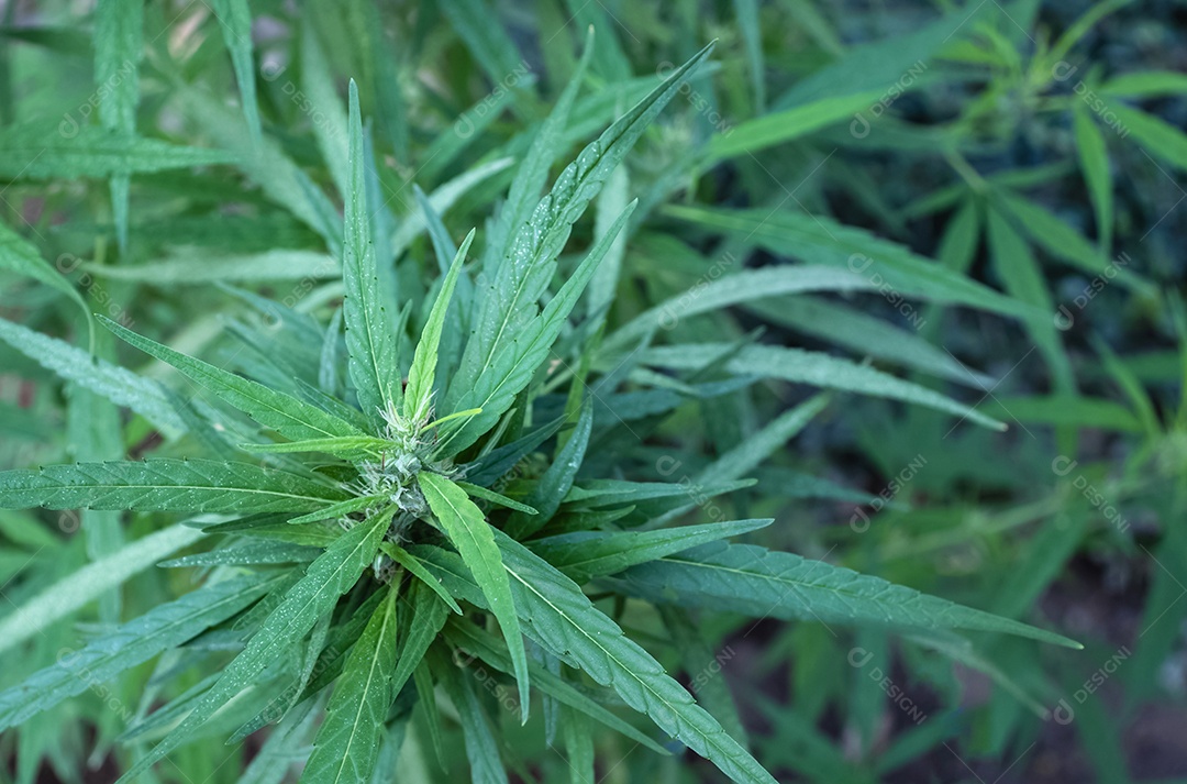 Marijuana leaves, cannabis on dark background, beautiful background, indoor growing