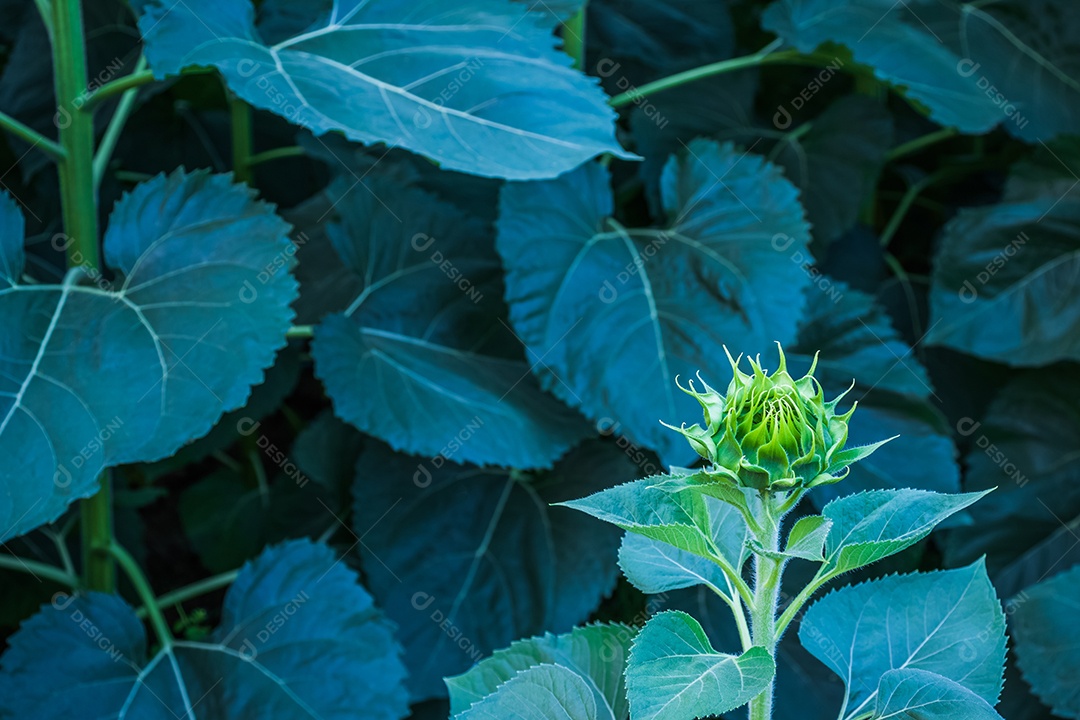 Flor verde, flor de girassol jovem em fundo de folha verde escuro.