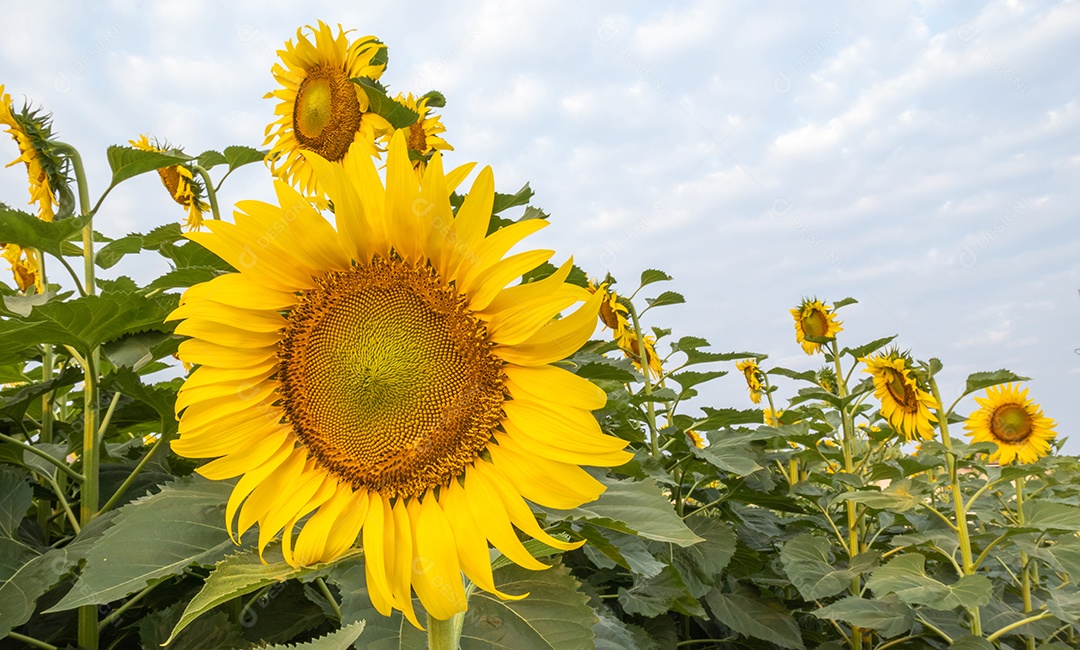Girassol amarelo isolado no fundo branco