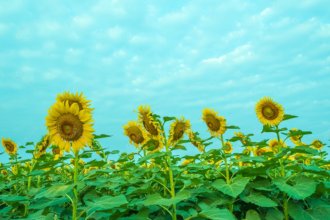 Girassol amarelo isolado no fundo branco