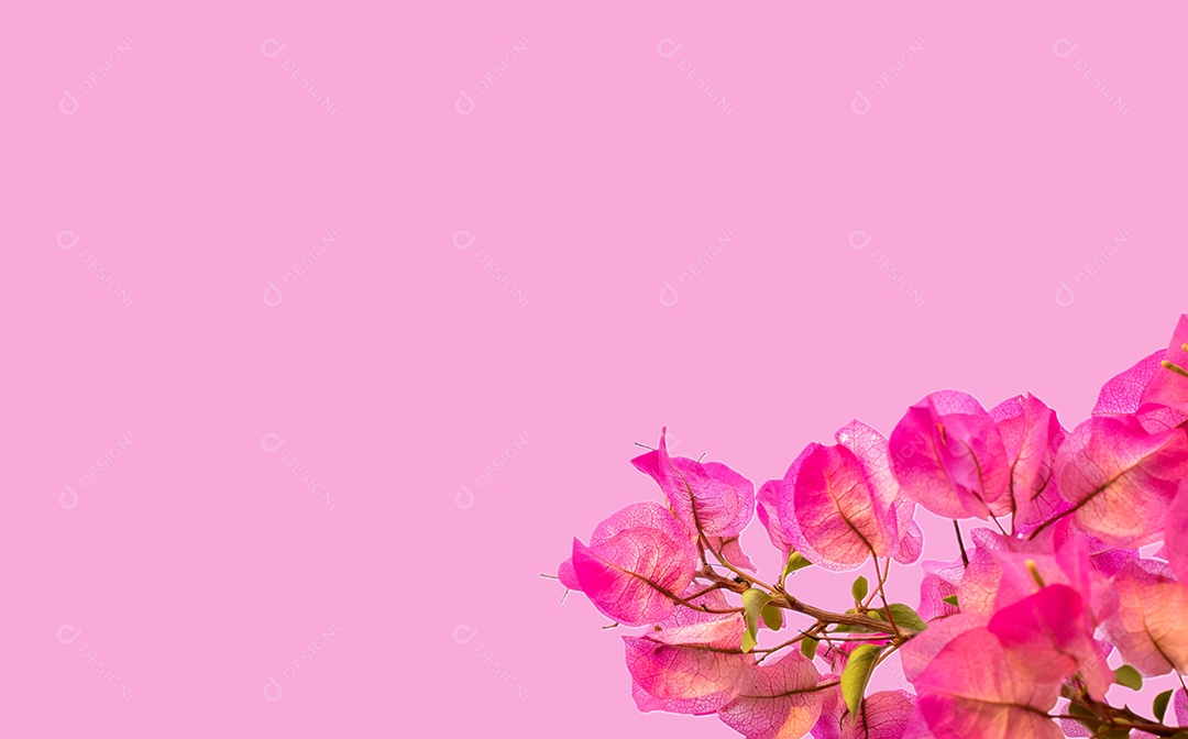 Natureza da flor rosa no jardim usando como página de capa da flora natural de fundo