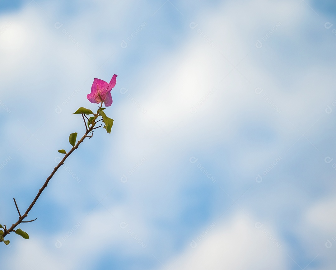 Flores cor de rosa no fundo do céu da manhã