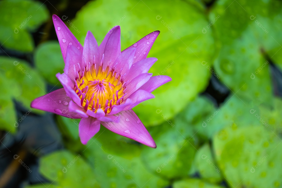 Símbolo verde de elegância e graça com um lindo lótus rosa