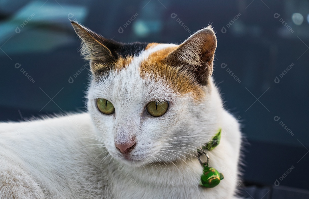 Um gato Cinza branco com coleira verde. Os olhos estão observando atentamente
