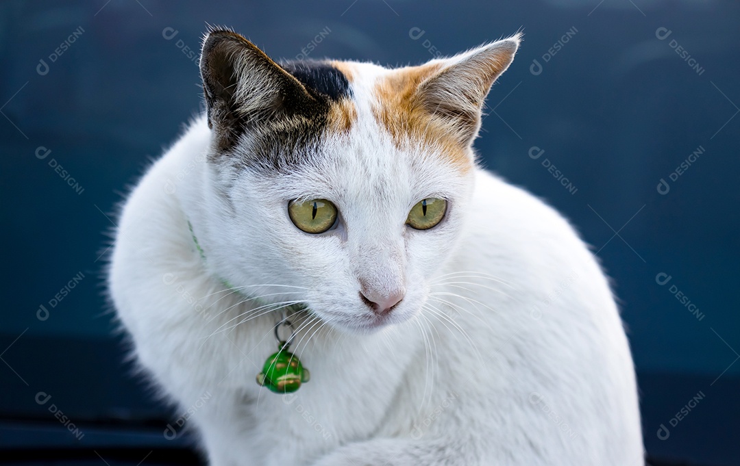 Um gato Cinza Branco com coleira verde. Os olhos estão observando atentamente