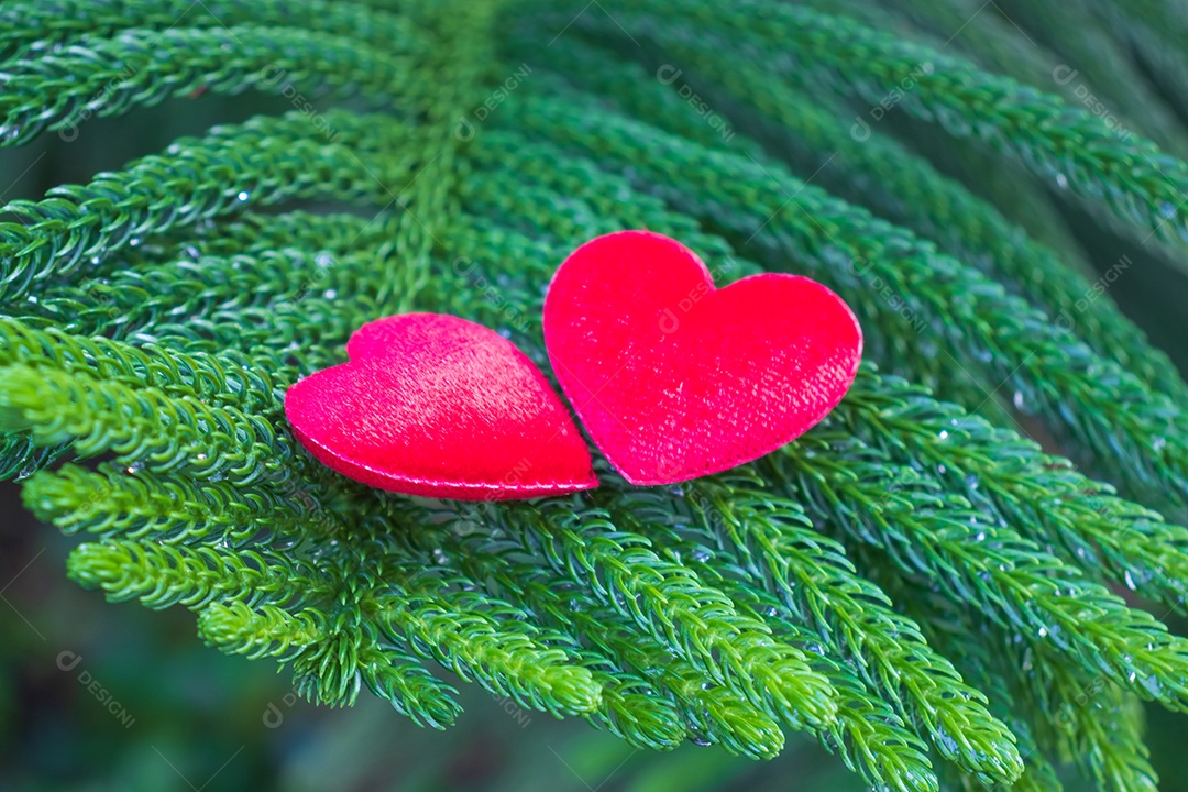 Red hearts on a pine background Conveys love between two people