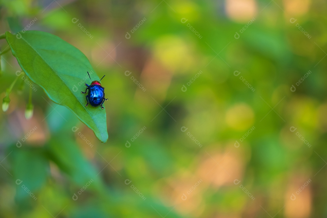 Joaninha com fundo de natureza, joaninha segurando folha verde com pernas.