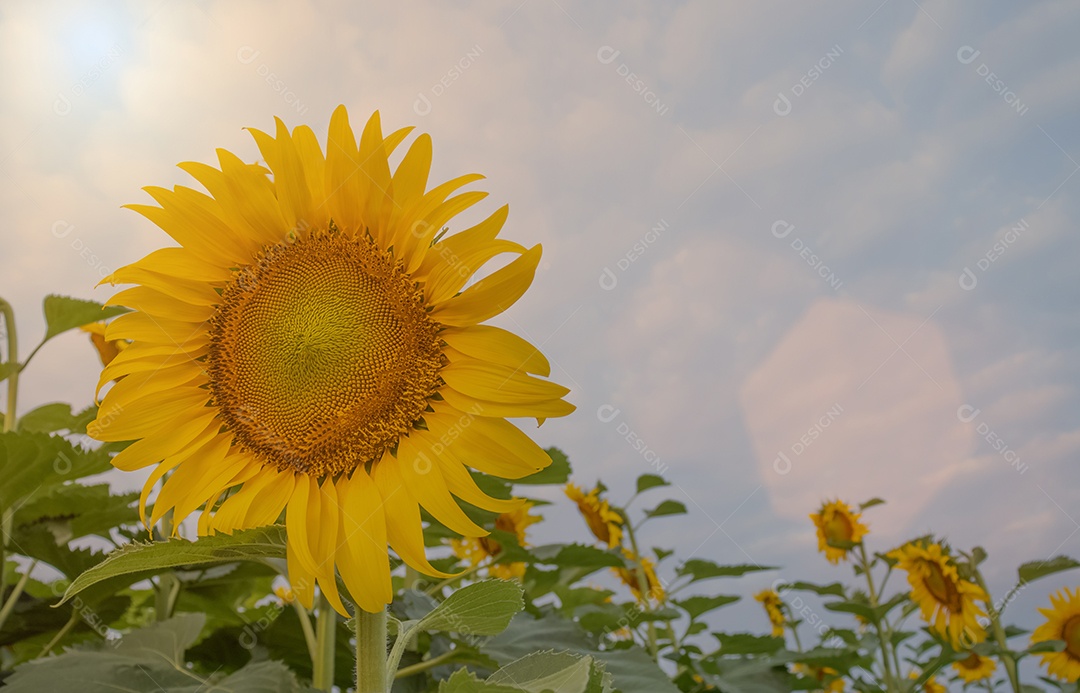 Imagem de flores coloridas do sol, girassóis amarelos flor no campo sobre fundo de céu azul.