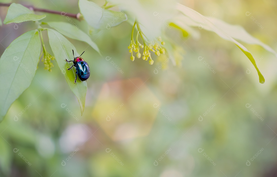 Joaninha com fundo de natureza, joaninha segurando folha verde com pernas.
