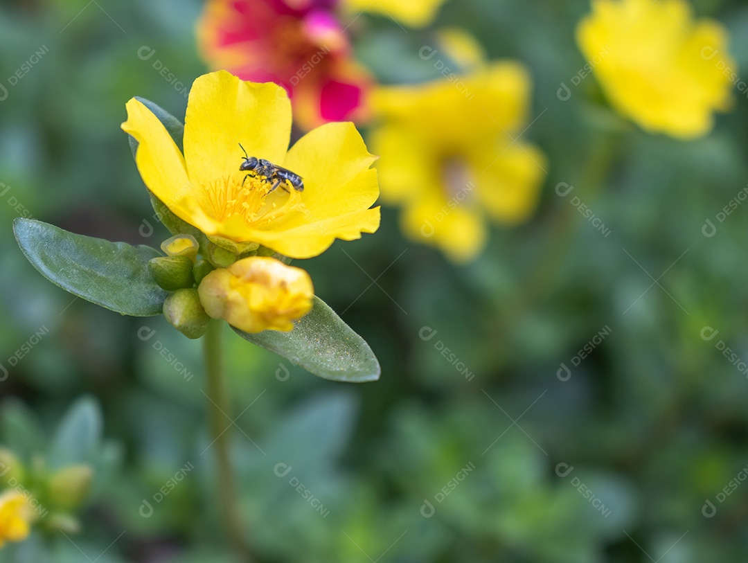 Abelhas estão comendo néctar em flores amarelas. O pólen está preso na face da abelha. Representa ser um casal, querendo ser verdadeiro na natureza