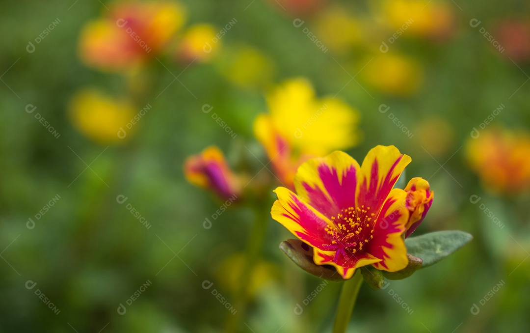 Lindas flores cosmos florescendo no jardim