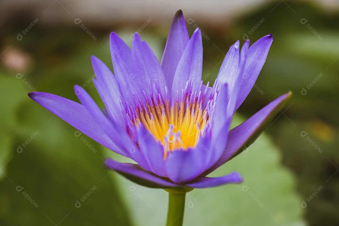 Lindas flores cosmos florescendo no jardim
