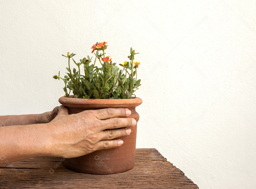 Homem com um lindo vaso de flores Flores rosa pálidas colocadas nas velhas pranchas de madeira