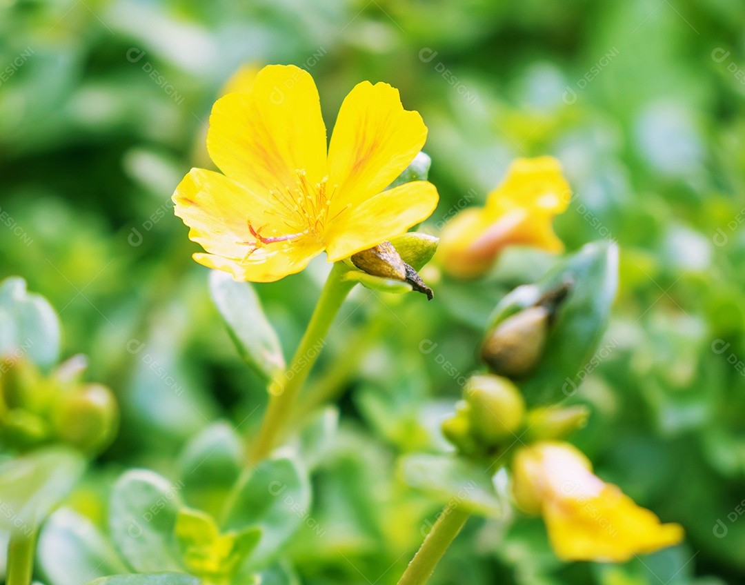 Lindas flores cosmos florescendo no jardim