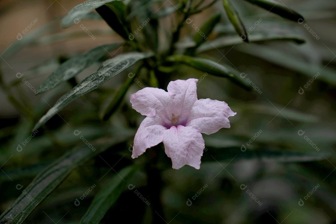 Flores roxas com fundo verde escuro