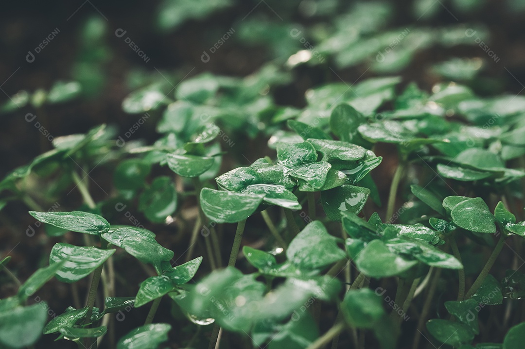 Muda de árvore cresce, ama as árvores, ama o meio ambiente.