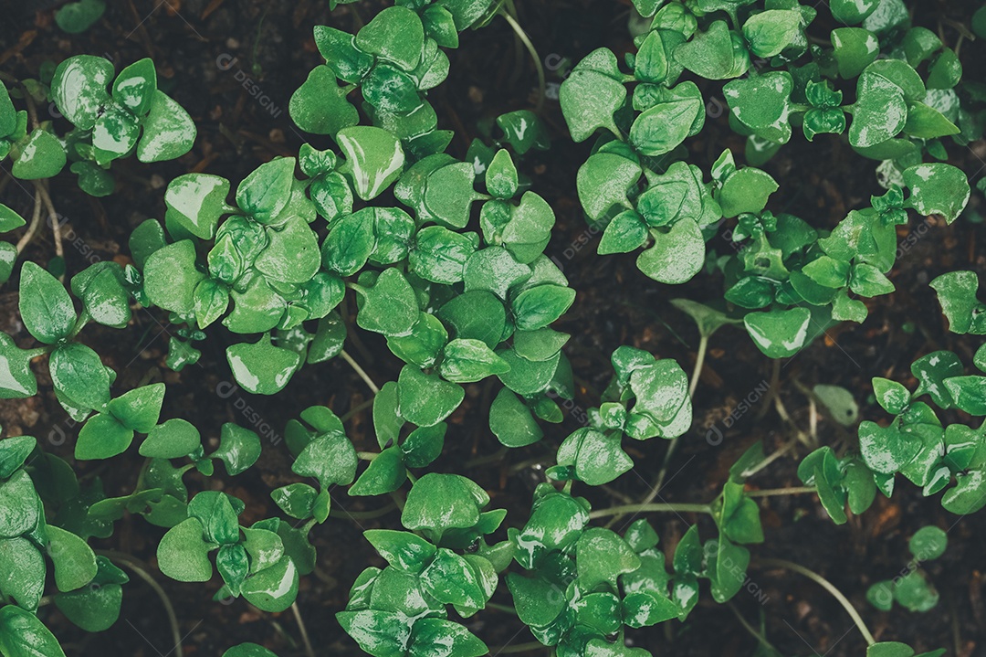 A muda de árvore cresce, ama as árvores, ama o meio ambiente.