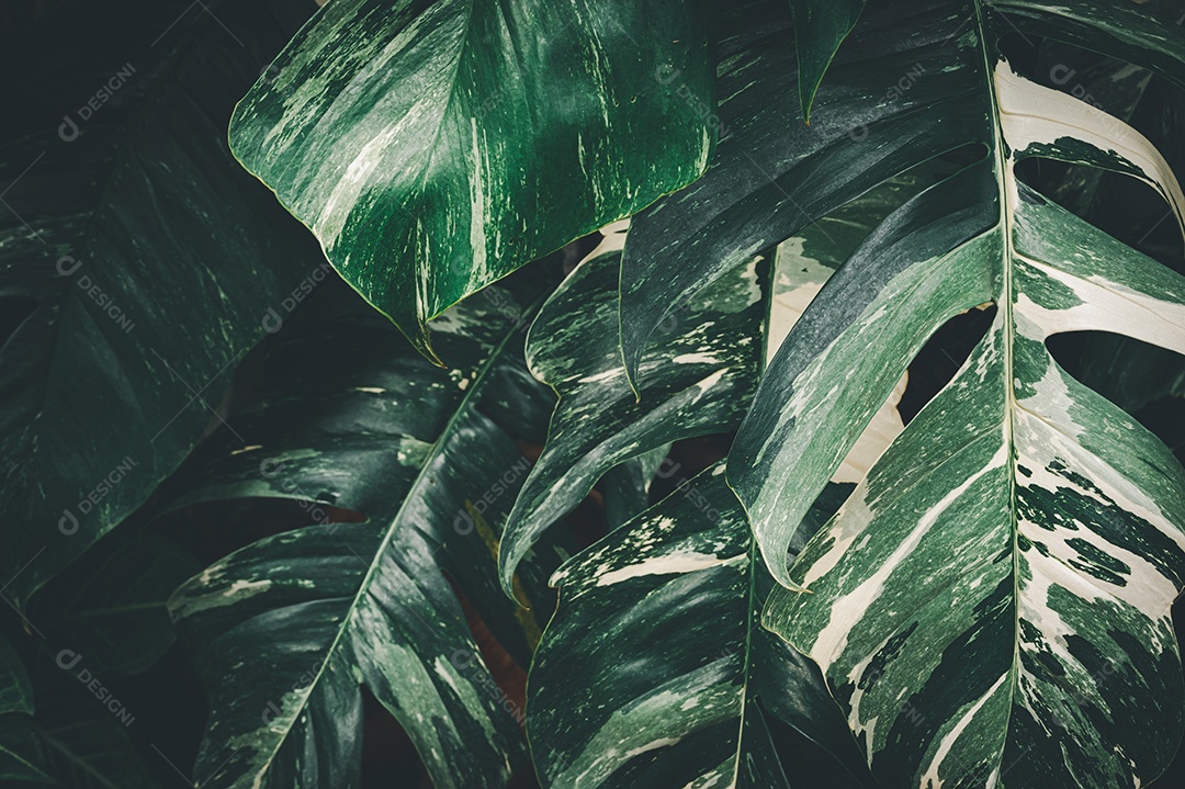 Gotas de água macro nas folhas amam o meio ambiente