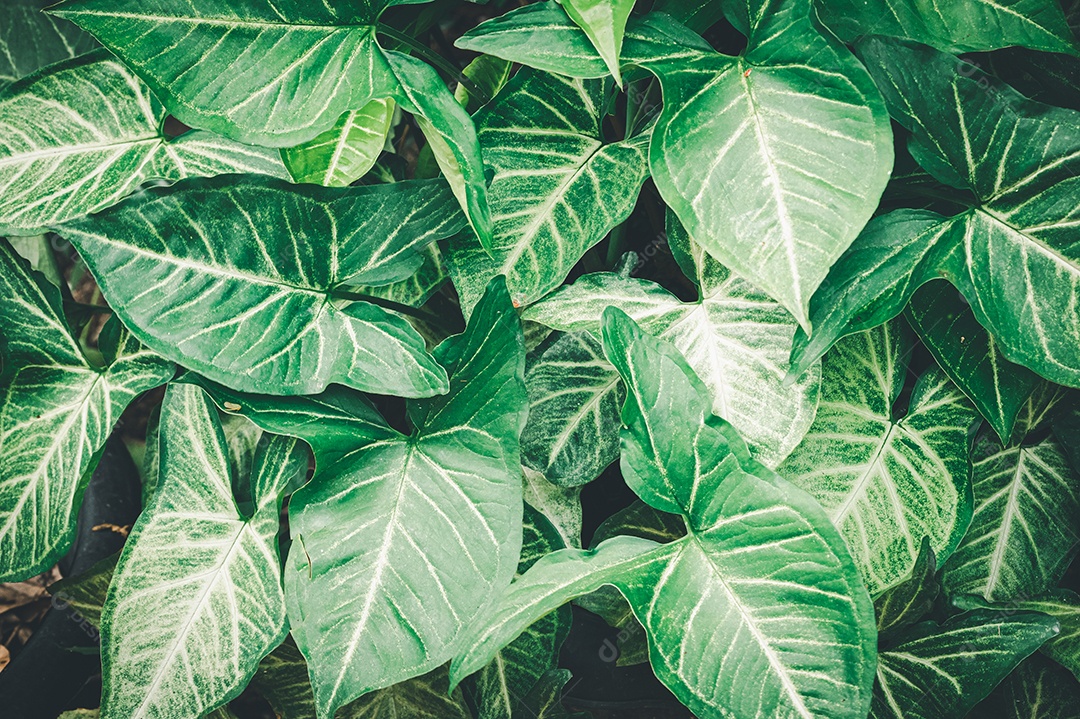 Gotas de água macro nas folhas amam o meio ambiente