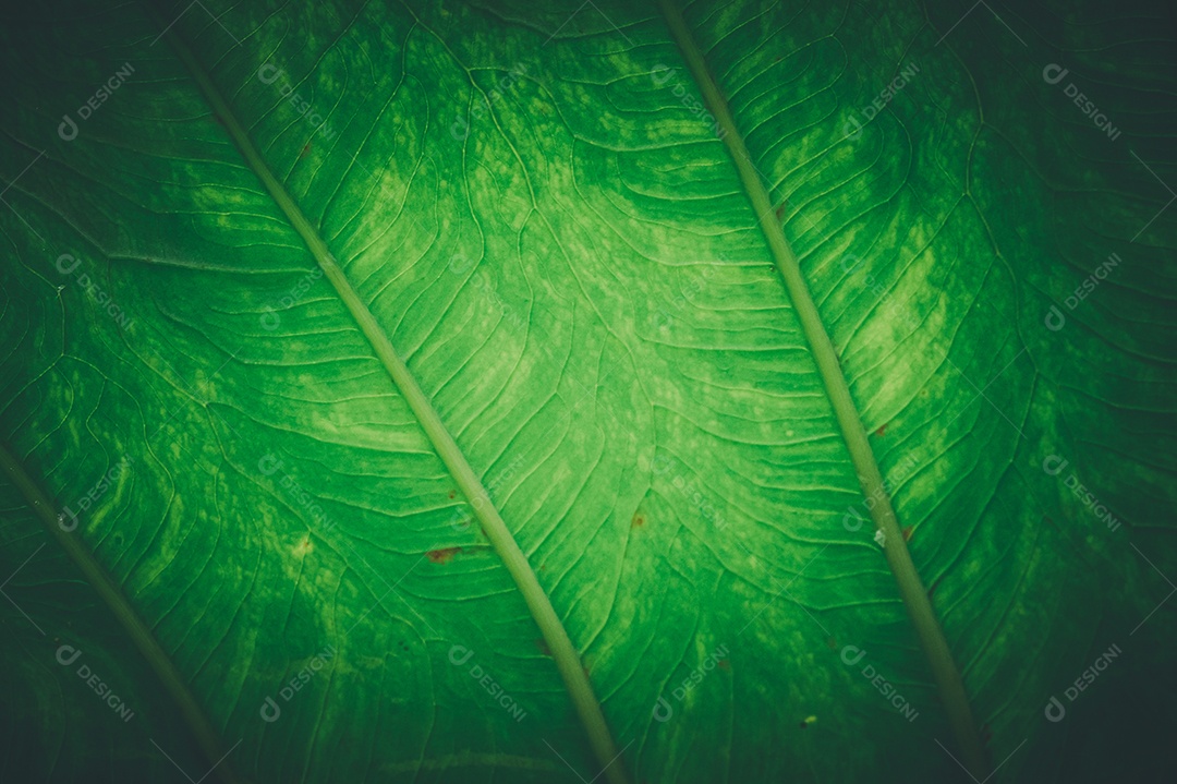 Gotas de água macro nas folhas amam o meio ambiente